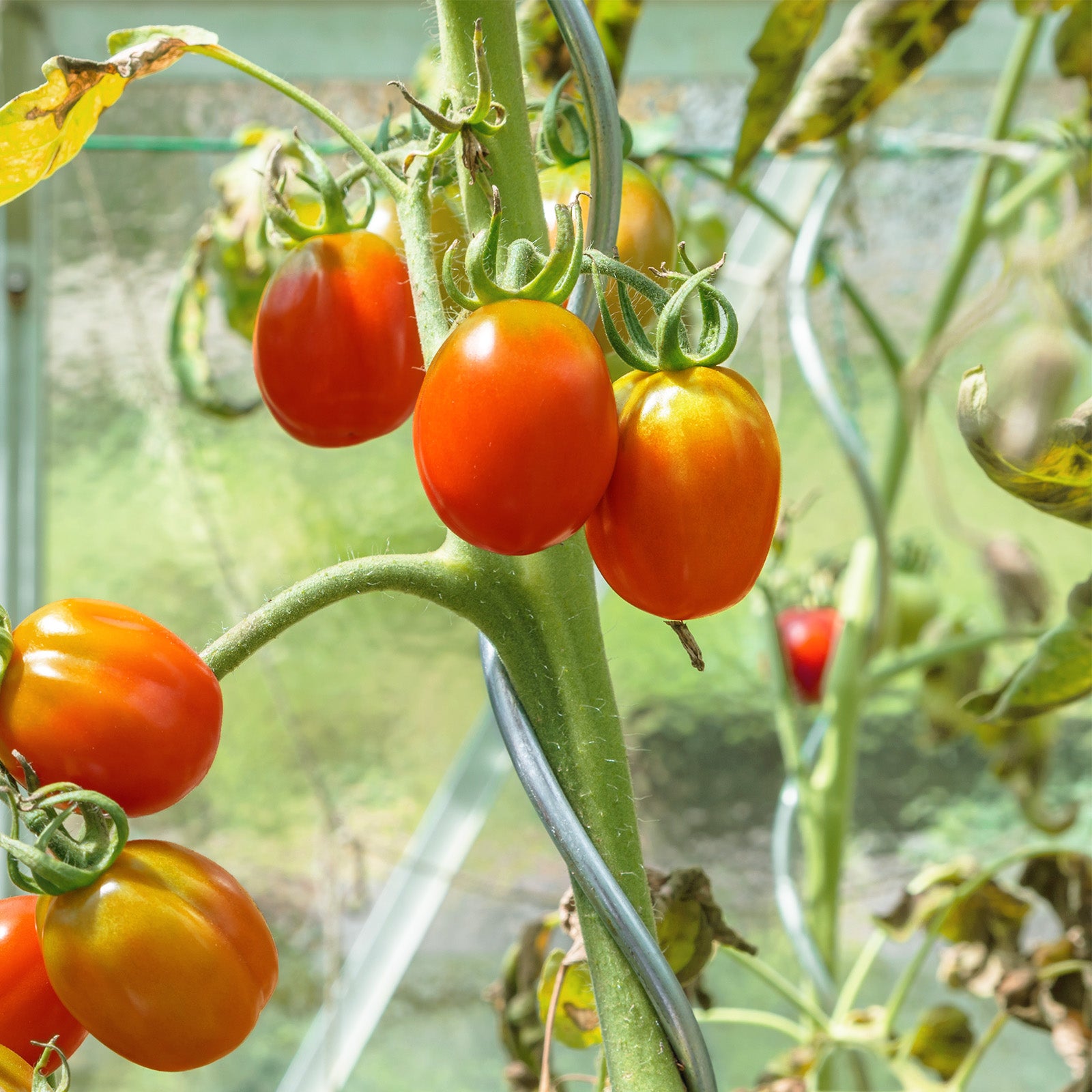 Tiges de tomate en spirale | Entièrement galvanisées | Tige de plantation | Disponible en 2 longueurs