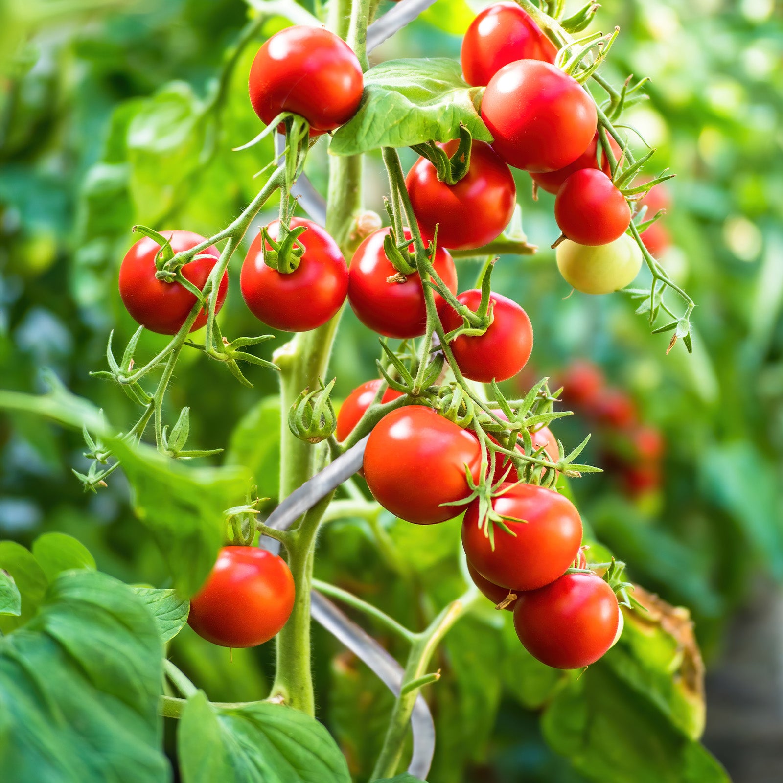 Tiges de tomate en spirale | Entièrement galvanisées | Tige de plantation | Disponible en 2 longueurs